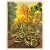 Sunlit cactus poster